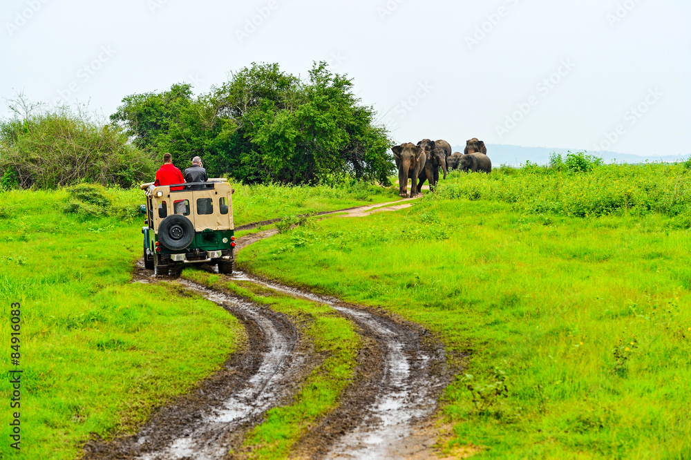 Indian elephant