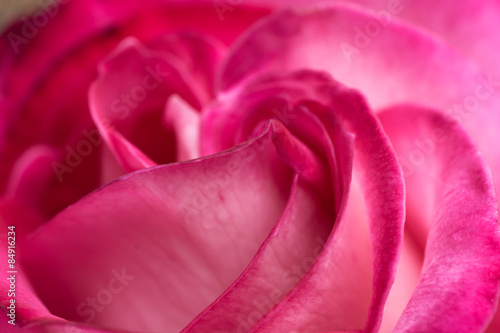 Wallpaper Mural Rose und Liebe Torontodigital.ca