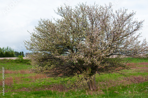 big old apple tree in bloom out in a field on a cloudy day