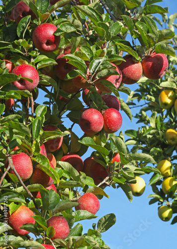 Pommes rouges