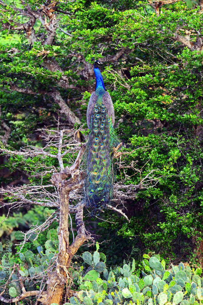 Naklejka premium Peacock