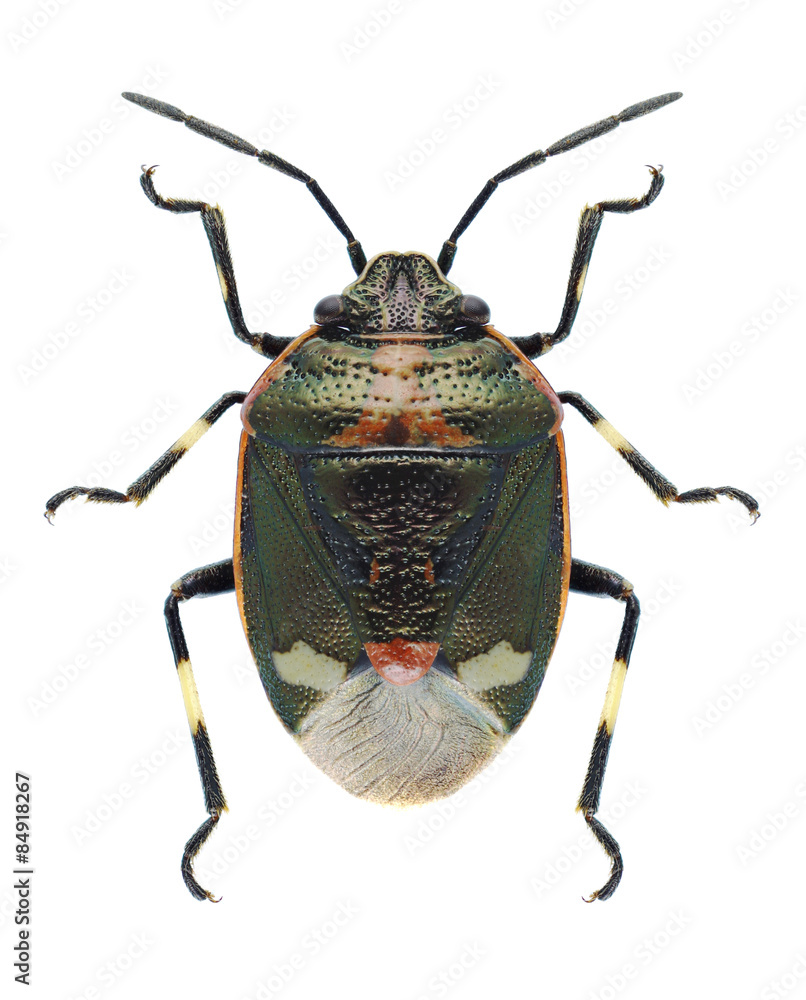 Bug Eurydema oleracea Bug Eurydema oleracea