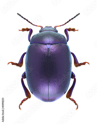 Leinwand Poster Beetle Chrysolina Sturmi