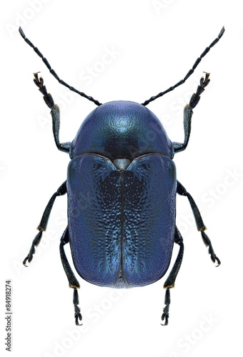 Beetle Cryptocephalus violaceus