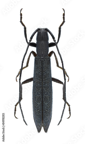 Beetle Theophilea subcylindricollis