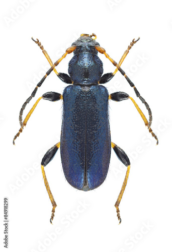 Beetle Phymatodes rufipes