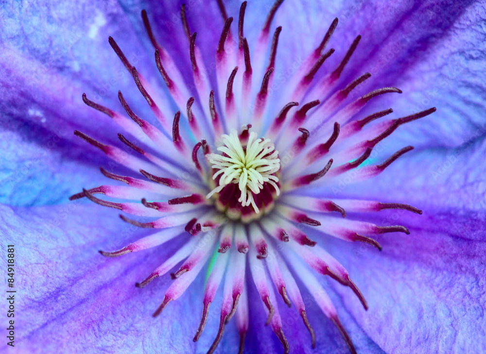 Obraz premium Violet Flower
