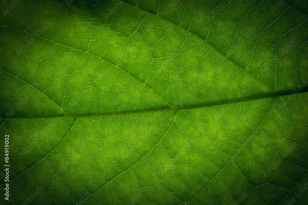Fototapeta Abstrakcjonistyczna zielona liść tekstura dla tła