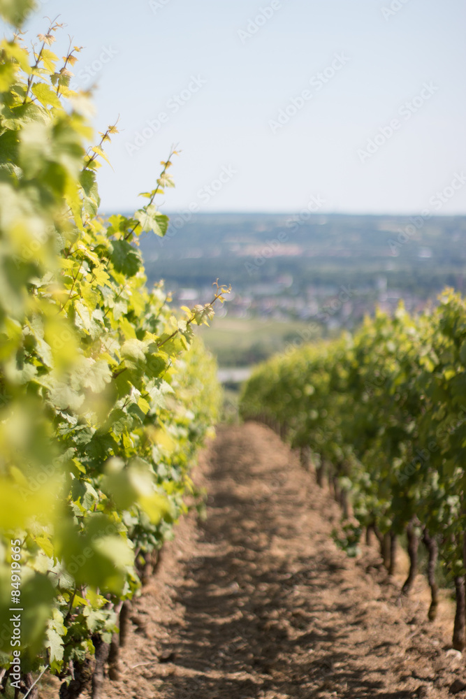 Weinreben Weinreben