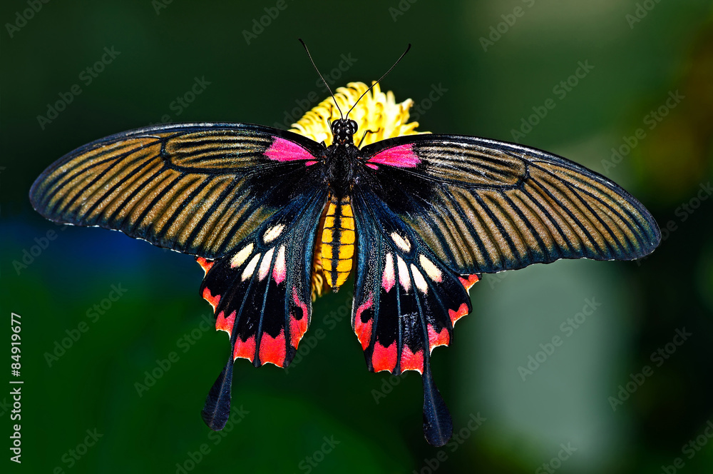 Butterfly World