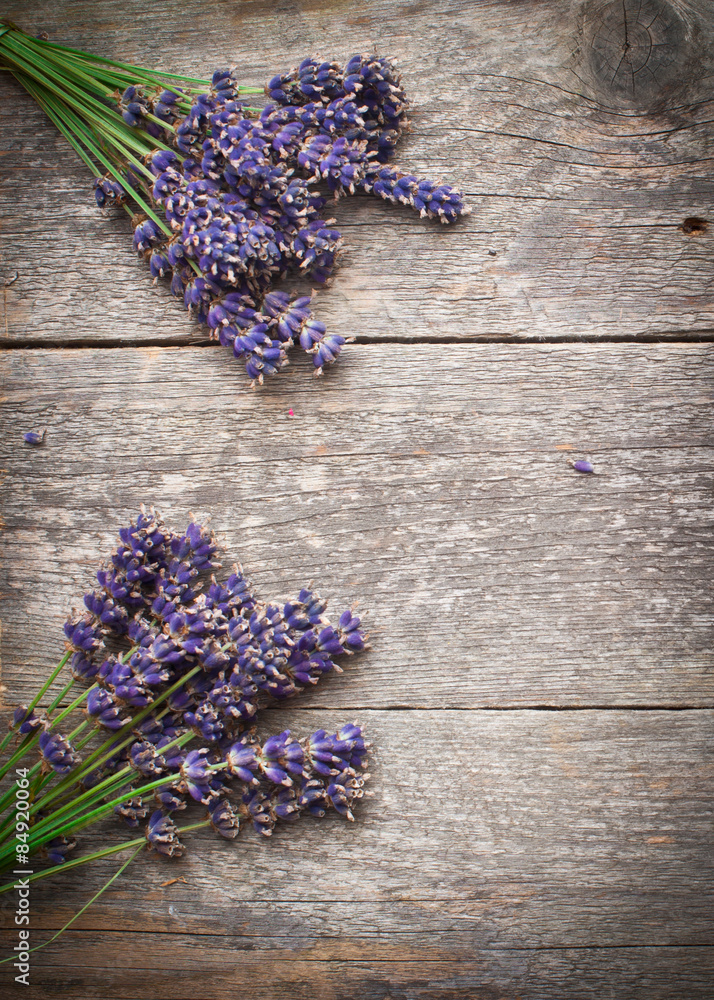 lavender flower lavender flower