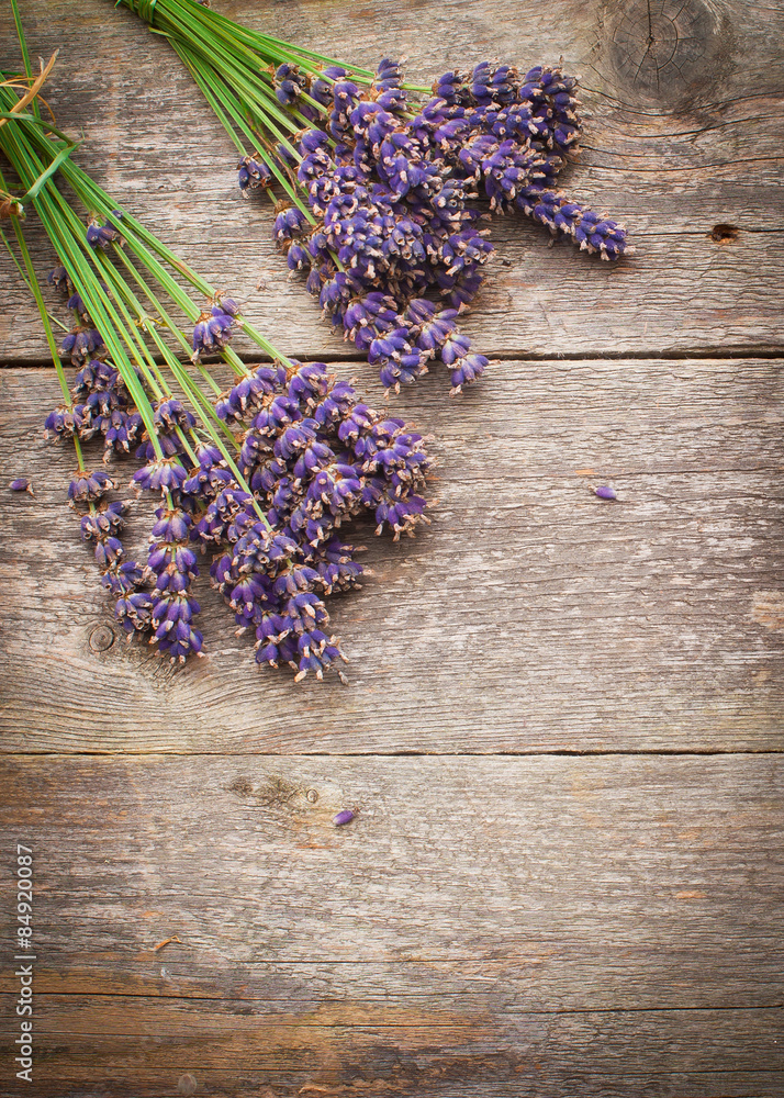 lavender flower lavender flower
