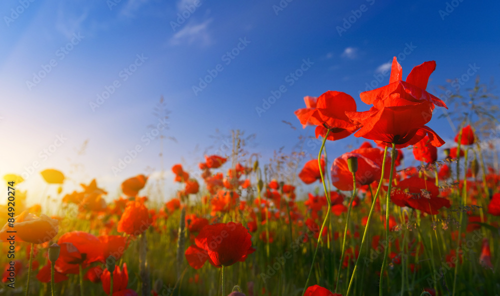 Obraz premium Field of poppies at sunrise