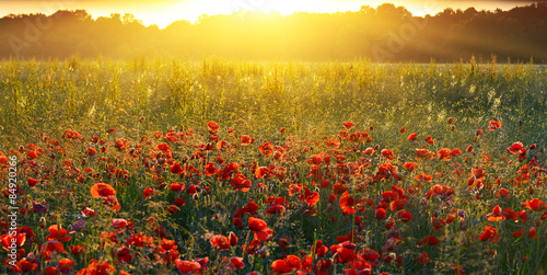Sunrise poppies in summer countryside