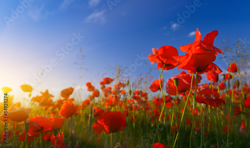 Field of poppies at sunrise