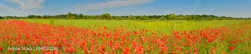 Panorama of poppy field