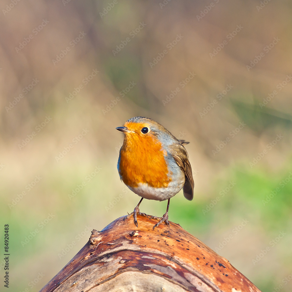 Fototapeta premium robin