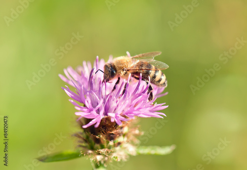 Honey bee © esdras700