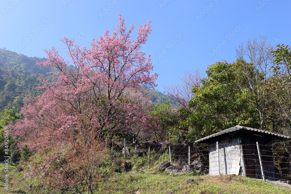 pink cherry blossom flowers in garden at chiang mai, thailand pink cherry blossom flowers in garden at chiang mai, thailand
