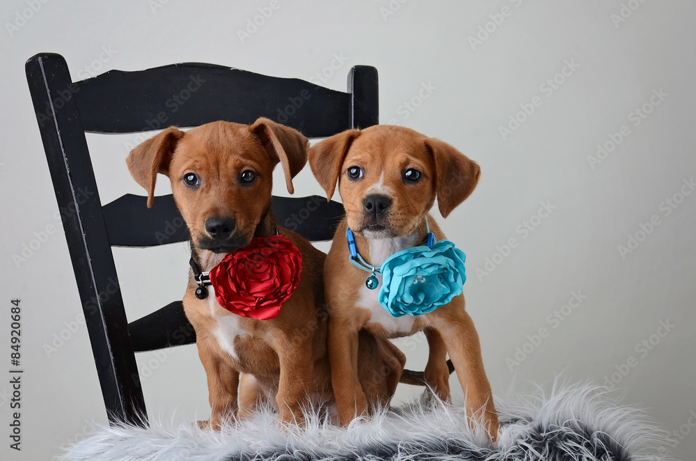 Two cute, small mixed breed puppies sitting on a chair wearing a flower collar.