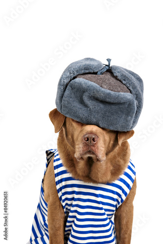red dog sailor on a white background