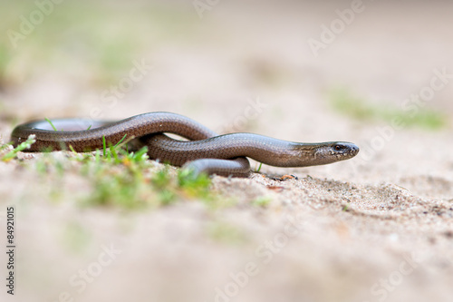a young Blindworm on ground