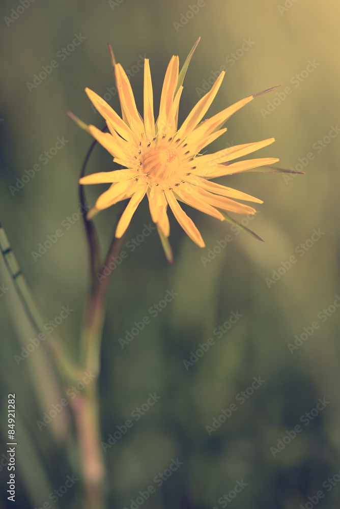 Vintage photo of yellow wildflower