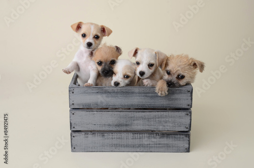 Small chihuahua terrier mixed breed puppies in crate