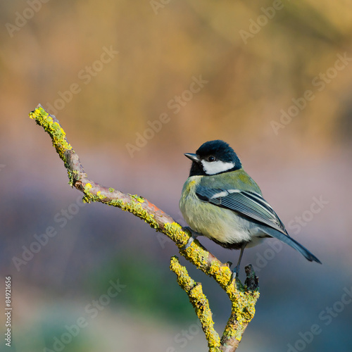 Blue tit perched on a stick