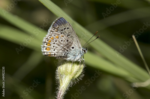 Wallpaper Mural Nadide Kelebek Türleri Torontodigital.ca