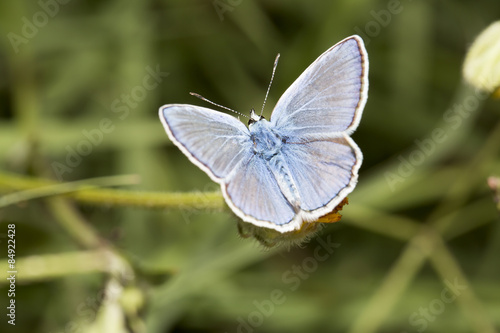 Mavi Kelebek ve Doğa