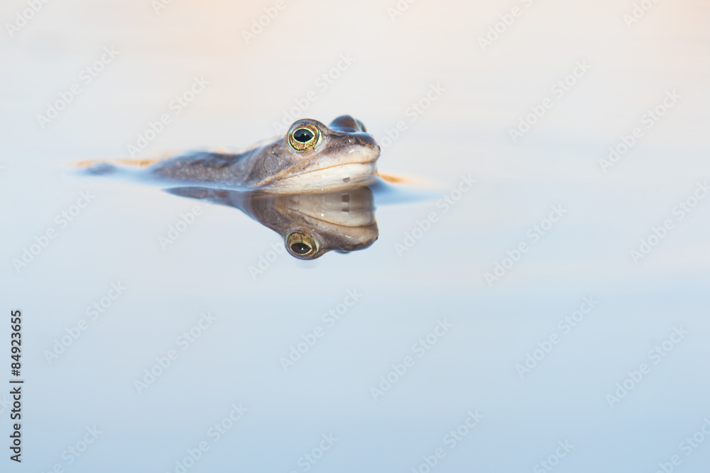Obraz premium Blauwe heikikker liggend in het water met spiegelbeeld