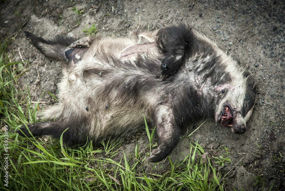 Fototapeta premium Dead Badger