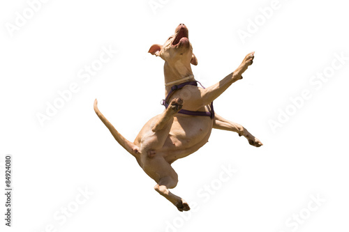 American Staffordshire terrier jumping isolated on white. 