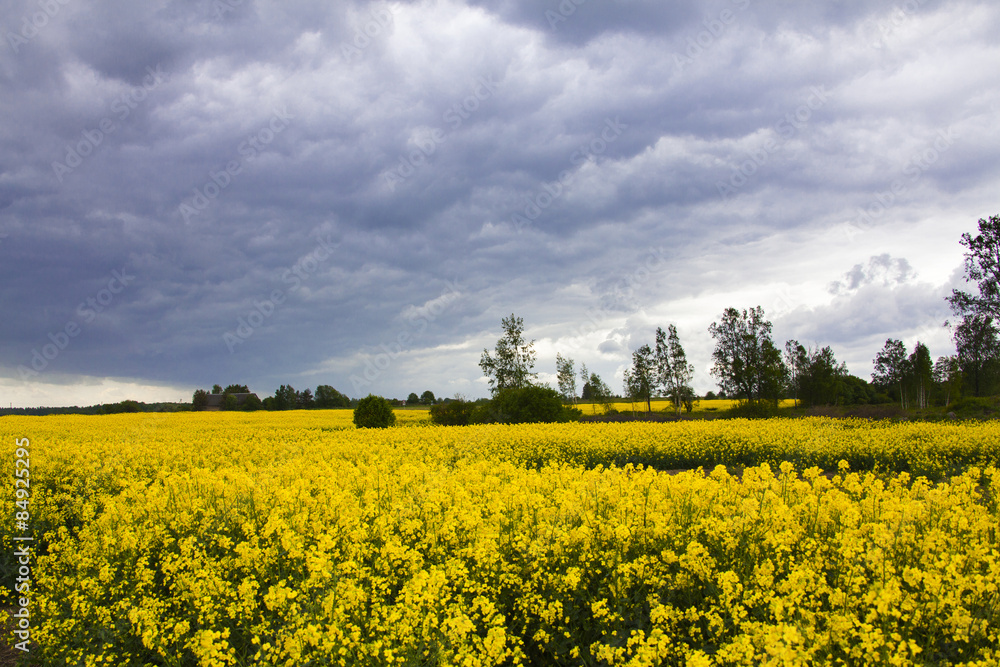Obraz premium summer storm clouds above a rape seed field