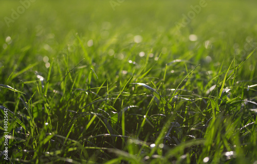 Зеленая трава против солнца