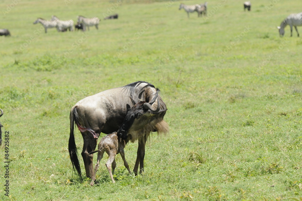 Gnu antelope Gnu antelope