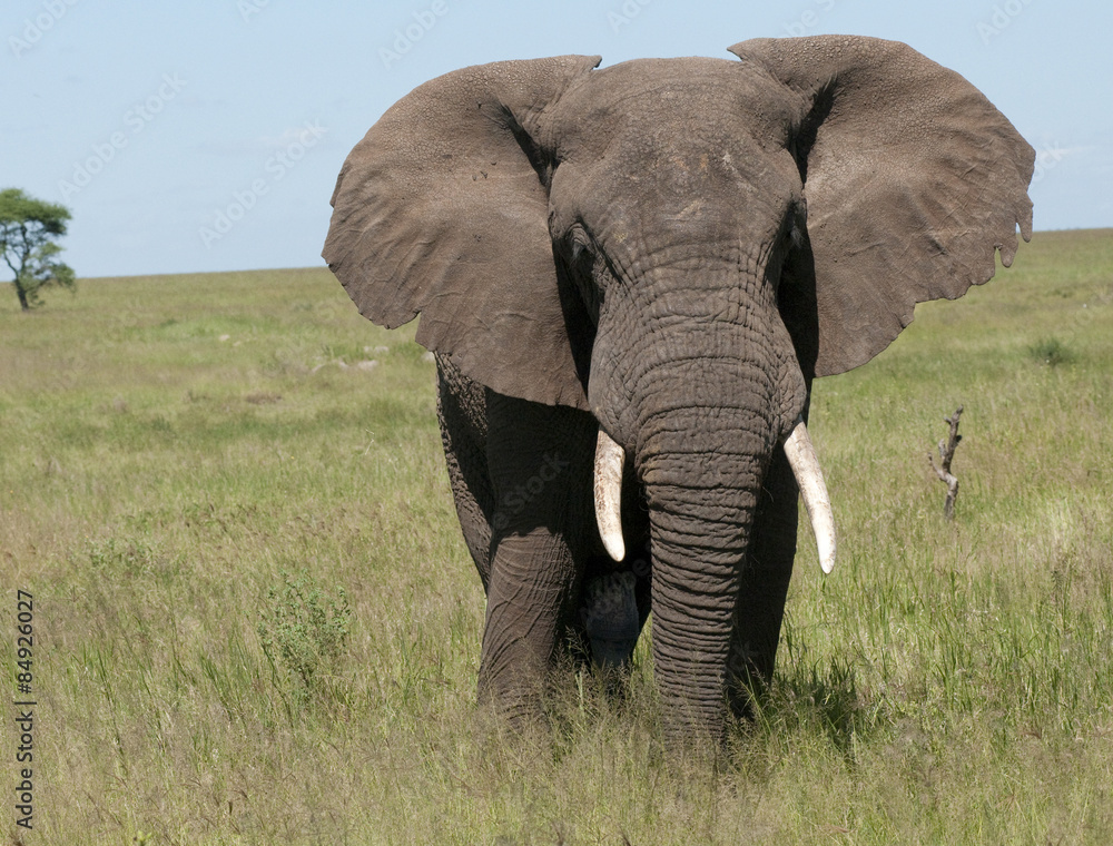 Naklejka premium elephant