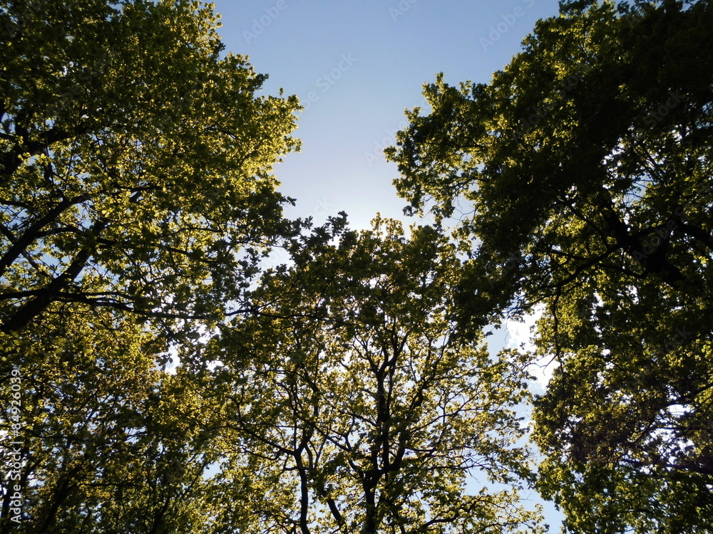 Obraz premium Park in the summer.Flowers and trees.Summer landscape