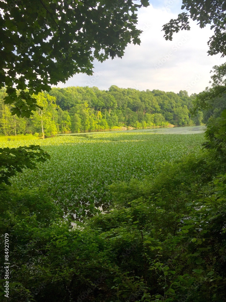 Obraz premium An amazing creek shines under the sun