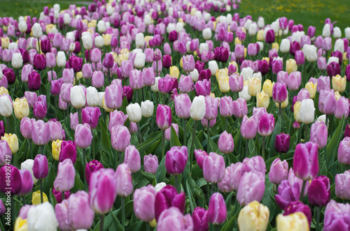 group of pink white yellow tulips in field looking like a parade
