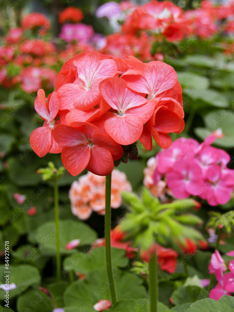 Red flower Red flower
