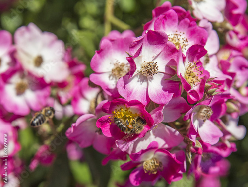 bee roses - pink  flowers spring