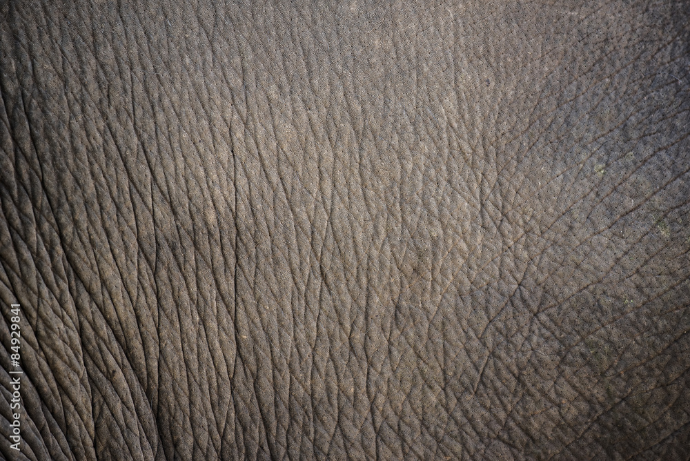 close up elephant skin texture and background. close up elephant skin texture and background.