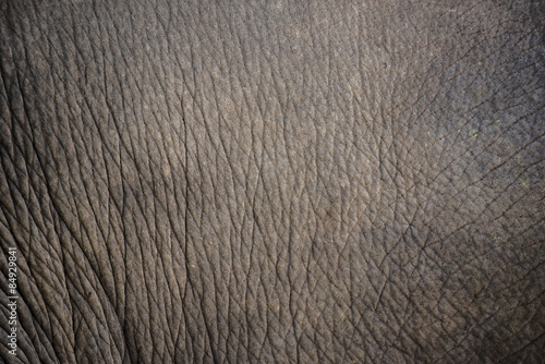 close up elephant skin texture and background.
