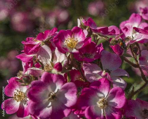 bee roses - pink  flowers spring