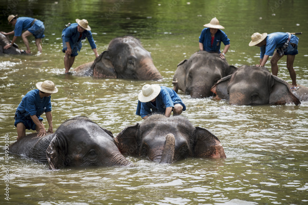 Obraz premium Mahouts bath and clean the elephants in the river