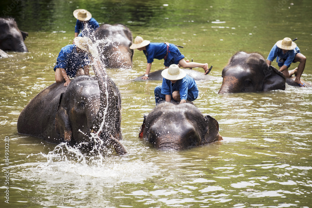 Mahouts bath and clean the elephants in the river Mahouts bath and clean the elephants in the river