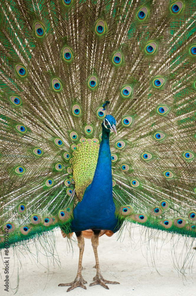 Naklejka premium A Peacock with its feathers open .