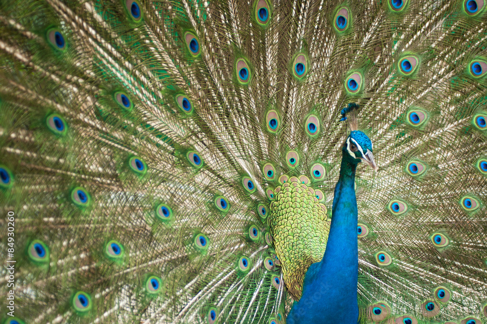 Fototapeta premium A Peacock with its feathers open .